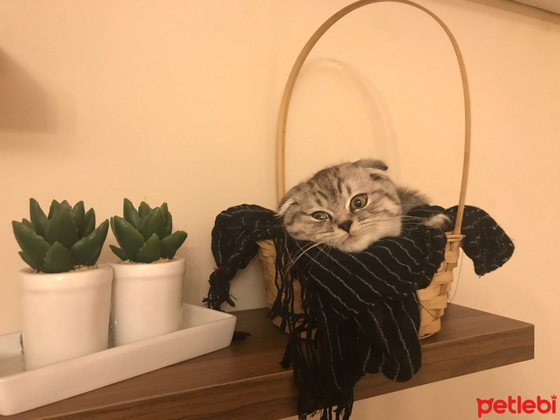 Scottish Fold, Kedi  Gölge fotoğrafı