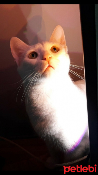 Van Kedisi, Kedi  Ponçik fotoğrafı