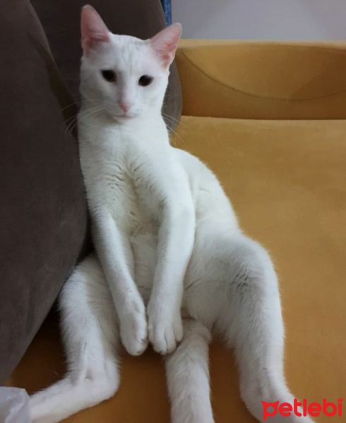 Van Kedisi, Kedi  Ponçik fotoğrafı
