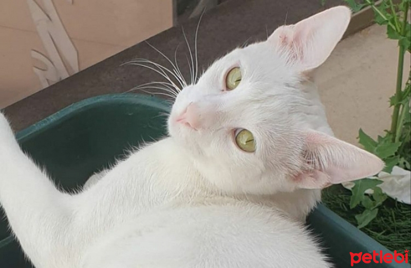 Van Kedisi, Kedi  Ponçik fotoğrafı