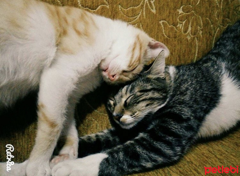 Tekir Kedi, Kedi  Pati ve Paşa fotoğrafı