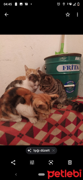 Tekir Kedi, Kedi  4 kedi fotoğrafı