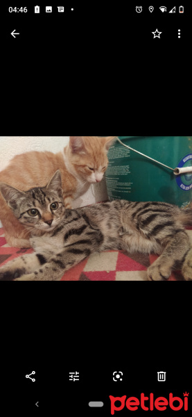 Tekir Kedi, Kedi  4 kedi fotoğrafı