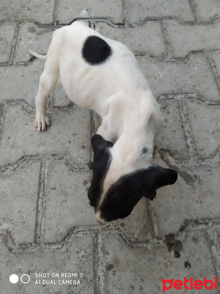 Pointer, Köpek  Şuan yok fotoğrafı