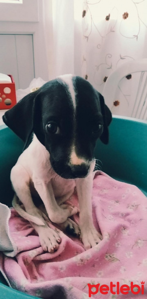 Pointer, Köpek  Şuan yok fotoğrafı