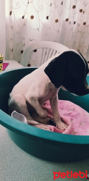 Pointer, Köpek  Şuan yok fotoğrafı