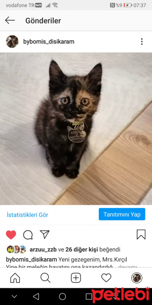 Tekir Kedi, Kedi  Kırçıl fotoğrafı