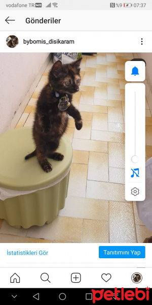 Tekir Kedi, Kedi  Kırçıl fotoğrafı