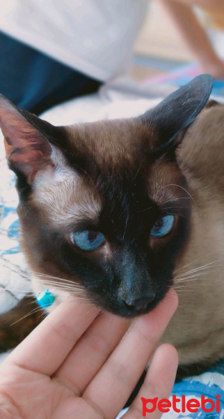 Siyam Kedisi, Kedi  Bulut fotoğrafı