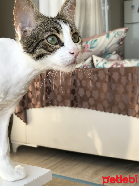 Tekir Kedi, Kedi  Köpük fotoğrafı