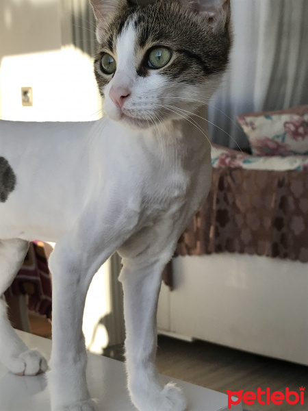 Tekir Kedi, Kedi  Köpük fotoğrafı