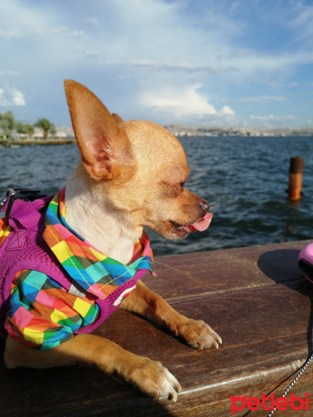 Chihuahua, Köpek  Şans fotoğrafı