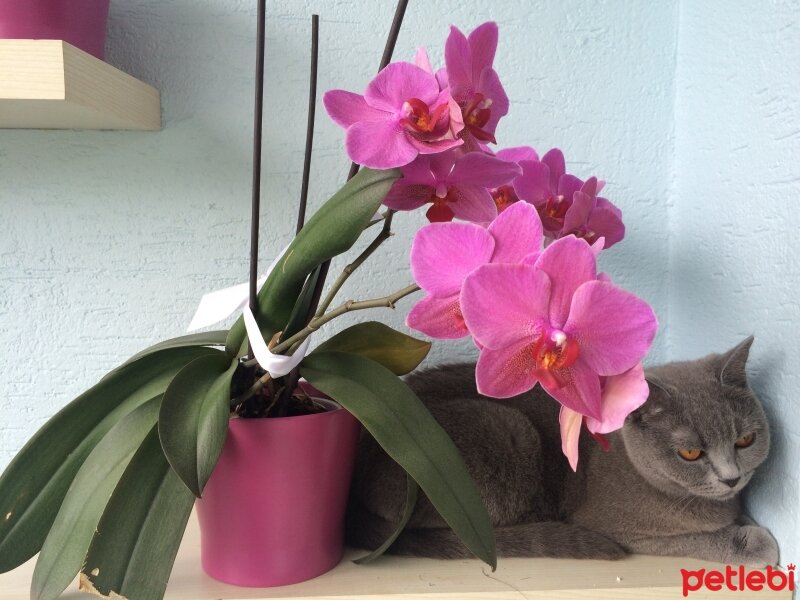 British Shorthair, Kedi  laydi.. fotoğrafı