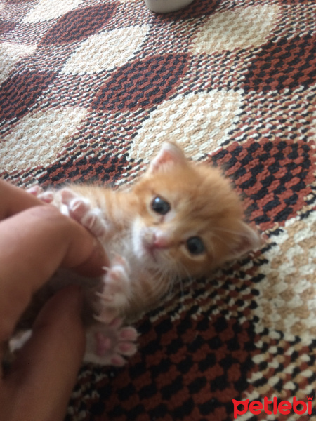 Soke, Kedi  Kimyonnuma Yuva aranıyor fotoğrafı