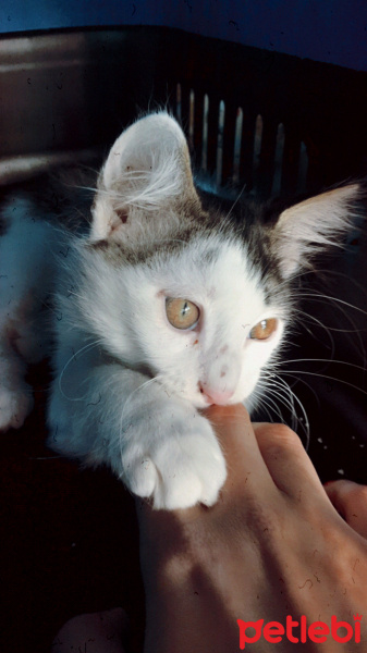 Tekir Kedi, Kedi  Miki fotoğrafı