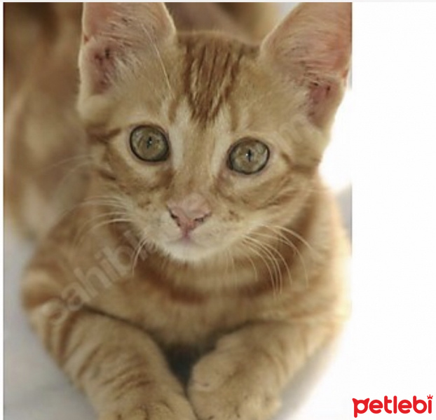 Sarman, Kedi  Simba fotoğrafı