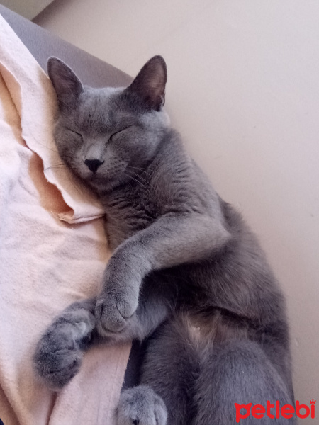 Mavi Rus, Kedi  Lili fotoğrafı