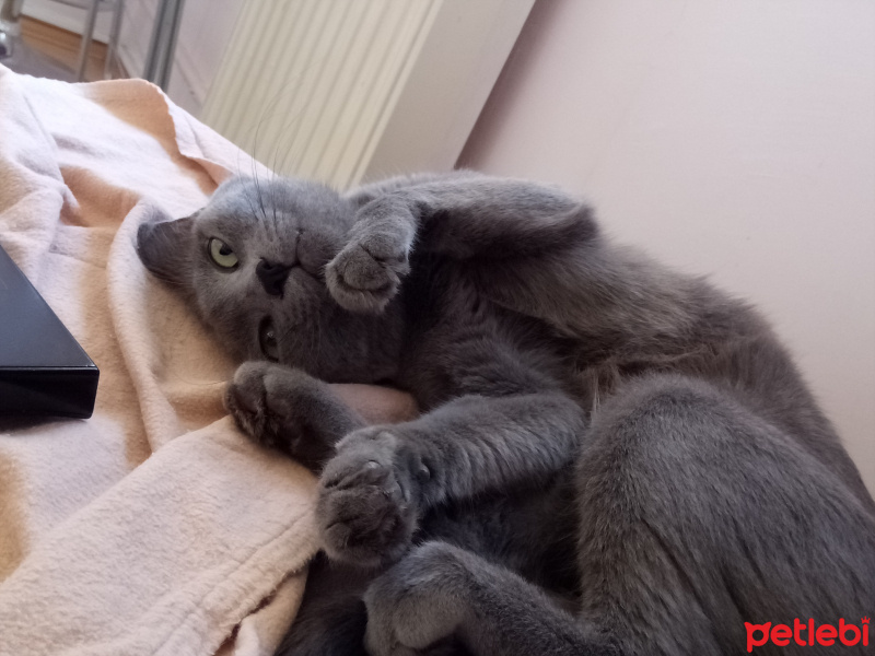 Mavi Rus, Kedi  Lili fotoğrafı