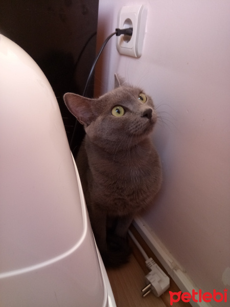 Mavi Rus, Kedi  Lili fotoğrafı