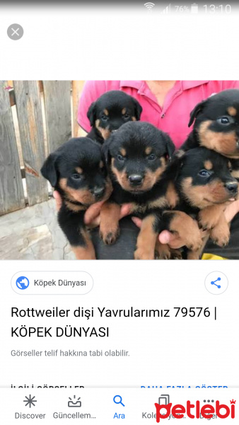 Rottweiler, Köpek  Can kiz fotoğrafı