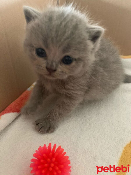 British Shorthair, Kedi  olivia fotoğrafı