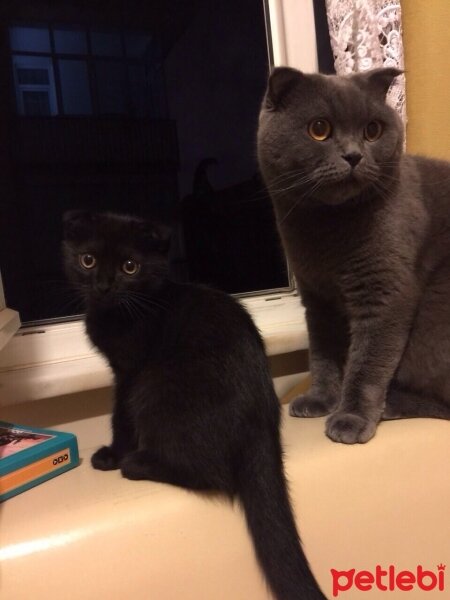 Scottish Fold, Kedi  nani fotoğrafı