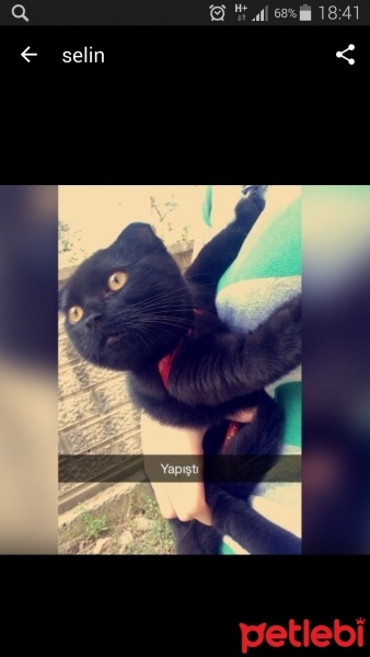 Scottish Fold, Kedi  nani fotoğrafı