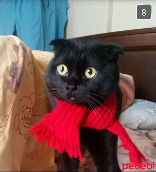 Scottish Fold, Kedi  nani fotoğrafı