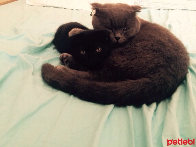 Scottish Fold, Kedi  nani fotoğrafı