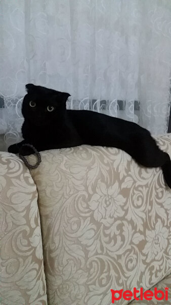 Scottish Fold, Kedi  nani fotoğrafı