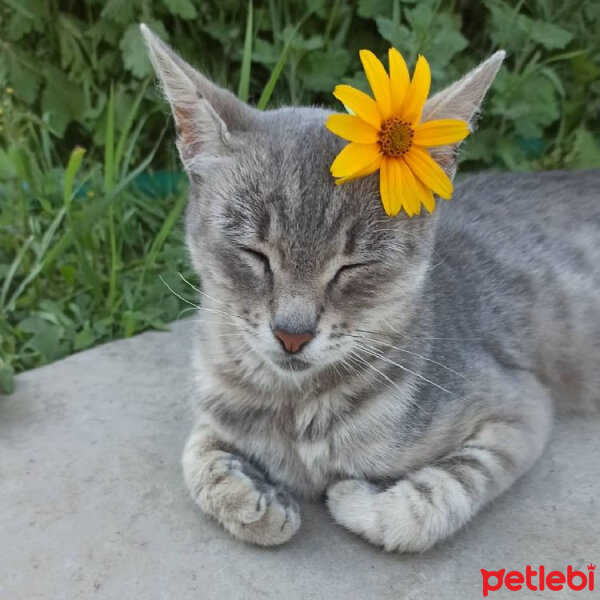 Chinchilla, Kedi  Duman fotoğrafı