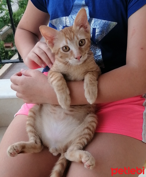 Sarman, Kedi  Serseri fotoğrafı