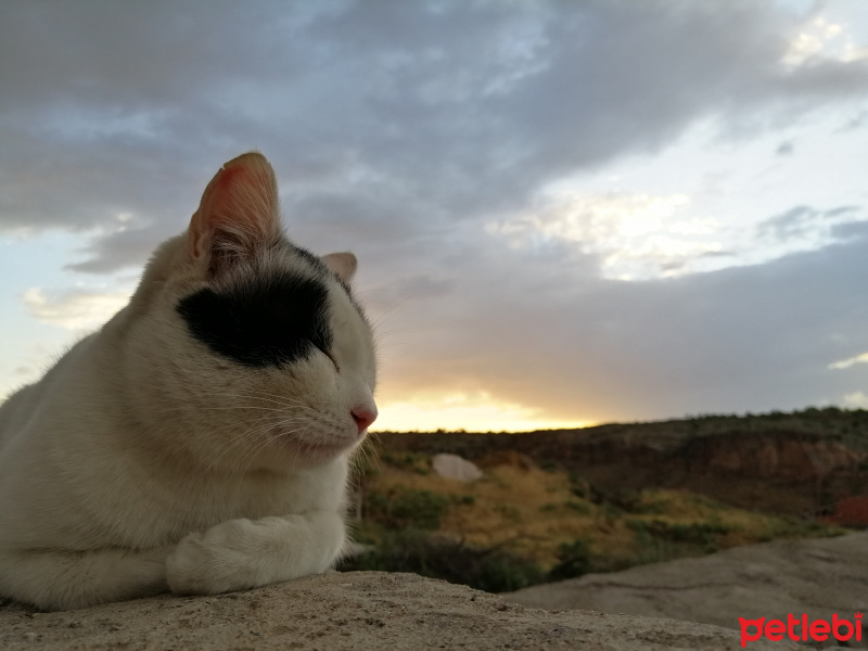 Tekir Kedi, Kedi  Afacan fotoğrafı