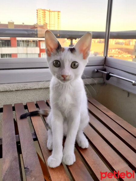 Tekir Kedi, Kedi  Bibi fotoğrafı