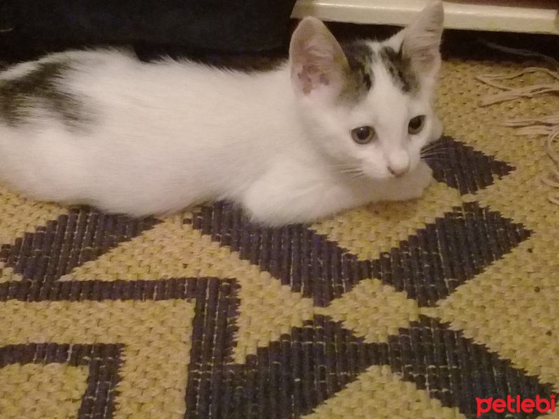 Tekir Kedi, Kedi  PAMUK fotoğrafı