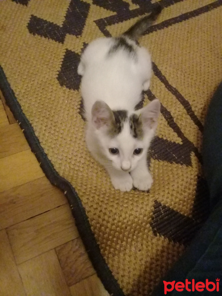 Tekir Kedi, Kedi  PAMUK fotoğrafı