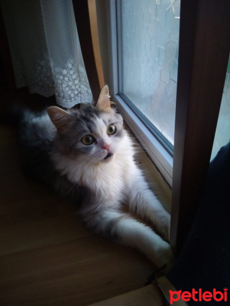 İran Kedisi (Persian), Kedi  Çakıl fotoğrafı