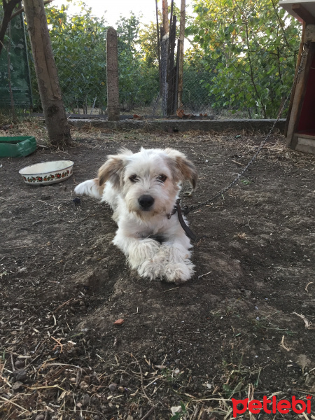 Maltese, Köpek  Bıdık fotoğrafı