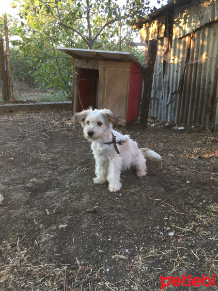 Maltese, Köpek  Bıdık fotoğrafı