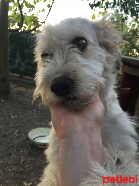 Maltese, Köpek  Bıdık fotoğrafı