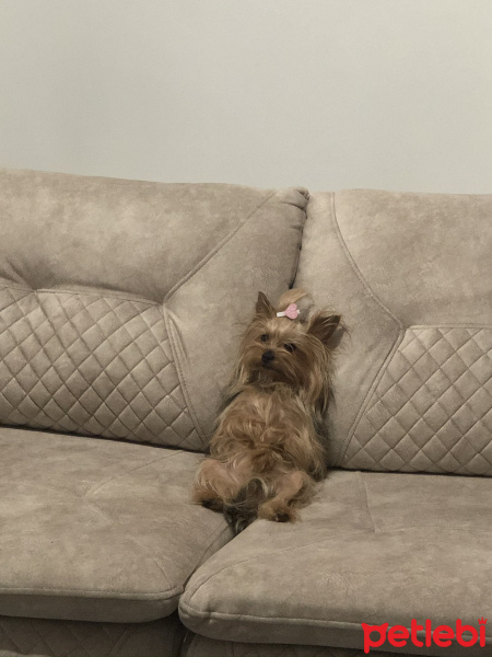 Yorkshire Terrier, Köpek  Paris fotoğrafı