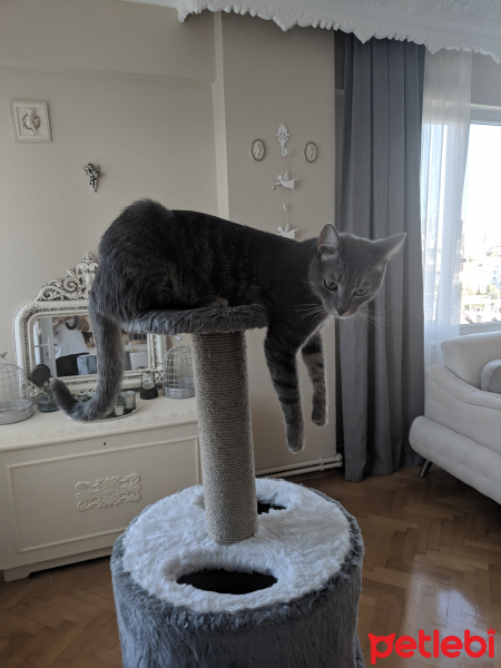 Tekir Kedi, Kedi  Pars fotoğrafı