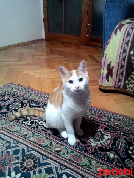 Tekir Kedi, Kedi  Paşa fotoğrafı