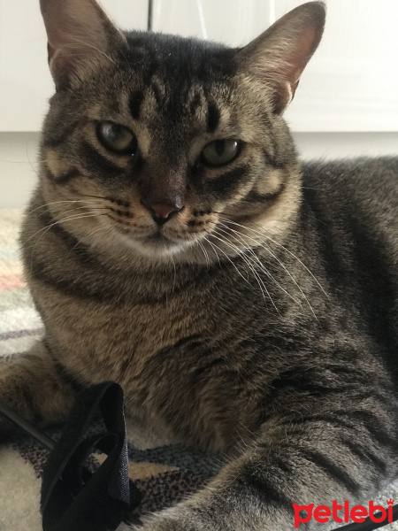 Tekir Kedi, Kedi  Rengar fotoğrafı