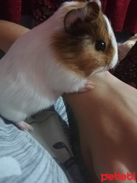 Guinea Pig, Kemirgen  Karamel fotoğrafı