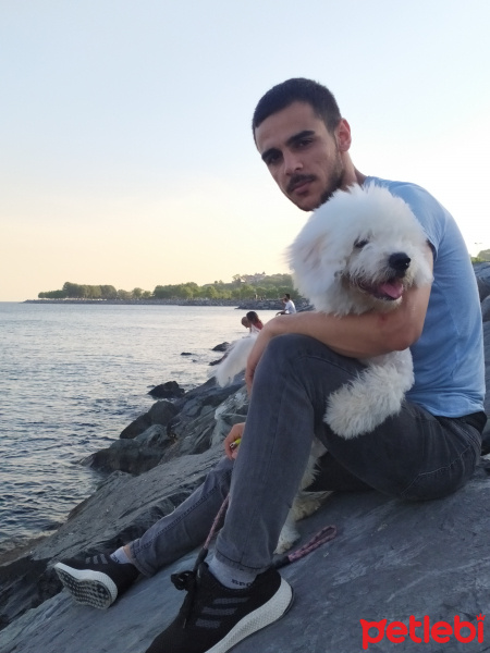 Maltese, Köpek  Yumak fotoğrafı