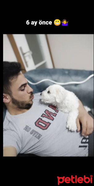 Maltese, Köpek  Yumak fotoğrafı