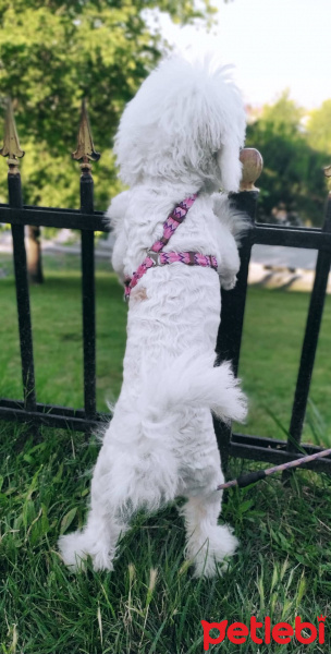 Maltese, Köpek  Yumak fotoğrafı