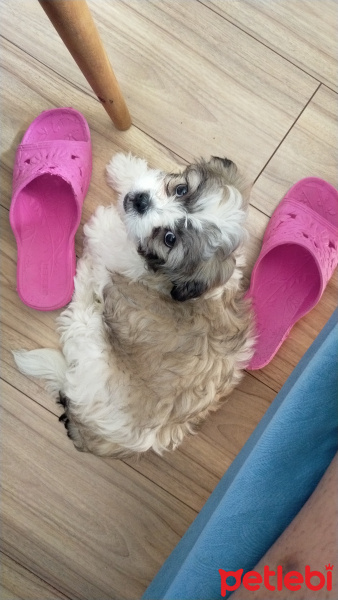 Maltese, Köpek  Lina`miza acil yuva!! fotoğrafı