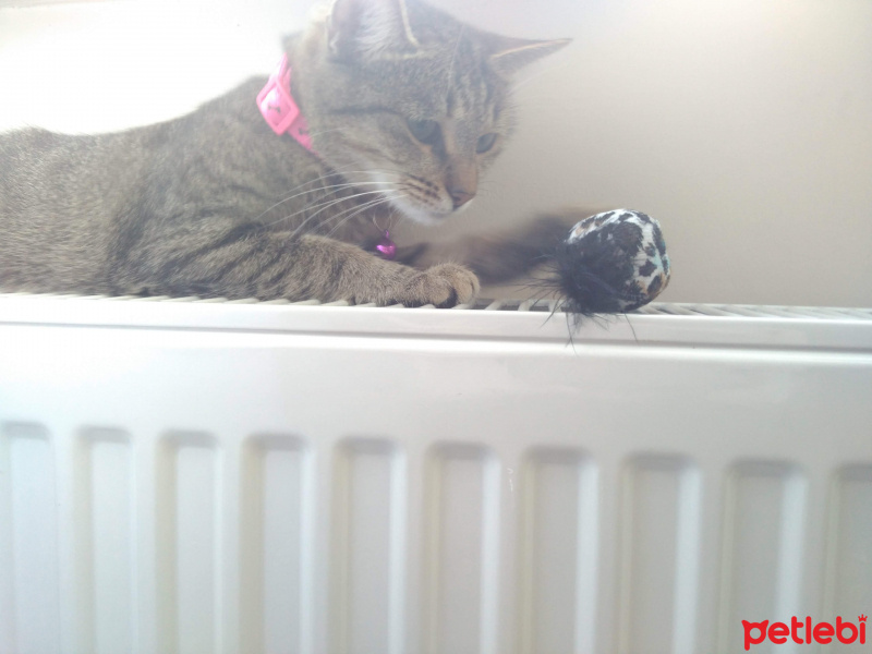 Tekir Kedi, Kedi  Duman fotoğrafı